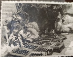 161151852 430638871337774 6135678444824884883 n