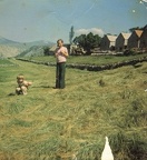 Pokosena livada u Podinarju (Vuckovici)